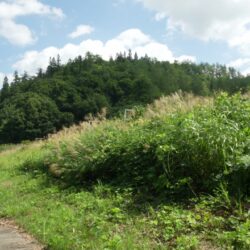 湯沢スキー場 サムネイル